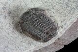 Gerastos Trilobite - Jorf, Morocco #83354-4